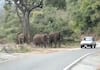 tourister playing with forest elephant without fear in nilgiris