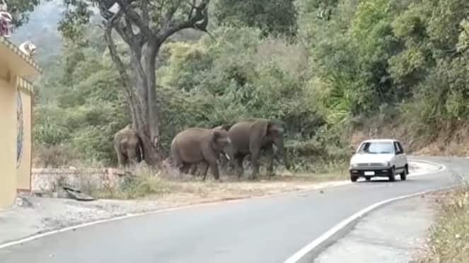 tourister playing with forest elephant without fear in nilgiris