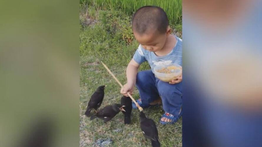 Viral Video Of Young Boy Feeding Birds Wins Hearts Online azn Viral Video Of Young Boy Feeding Birds Wins Hearts Online azn