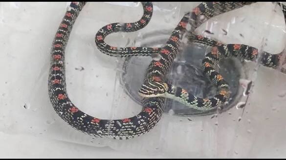 snake rescued from car in coimbatore
