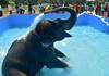 pateeswarar temple elephant take a bath in swimming pool with full of happiness in coimbatore