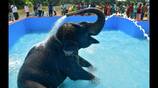 pateeswarar temple elephant take a bath in swimming pool with full of happiness in coimbatore