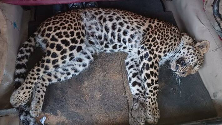 Chikkamagaluru leopard died after it getting caught in a trap which set to catch a wild boar at Mudigere akb Chikkamagaluru leopard died after it getting caught in a trap which set to catch a wild boar at Mudigere akb