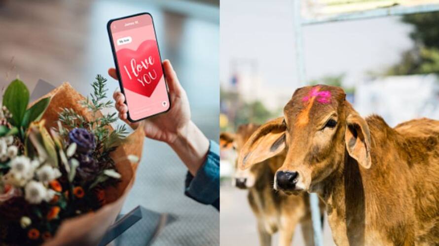 animal welfare board asks to celebrate February 14 as Cow hug day etj animal welfare board asks to celebrate February 14 as Cow hug day etj