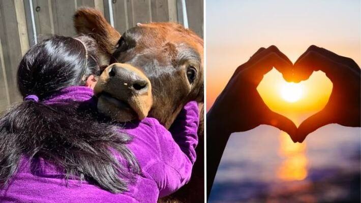 Animal Welfare Board withdraws appeal of 'Cow Hug Day' on February 14;  here's why