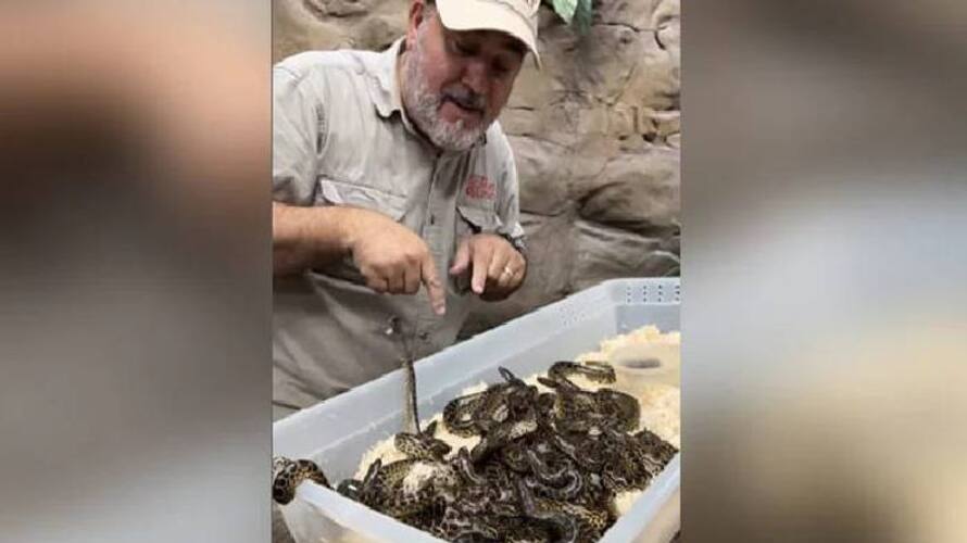 Reptile Zoo founder playing with box of baby anacondas rlp Reptile Zoo founder playing with box of baby anacondas rlp