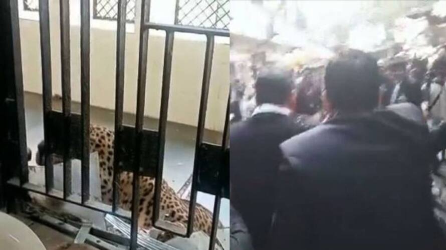 leopard attack in Ghaziabad Court jrj leopard attack in Ghaziabad Court jrj