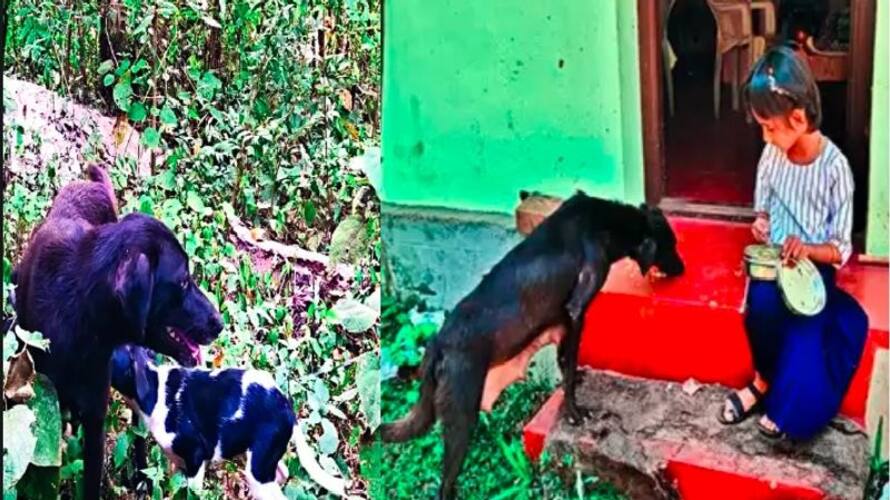Puttur Street Dog gets stuck in car bumper and travels 50 km without Harm, little girl love on dog makes dog rejoin its puppies akb Puttur Street Dog gets stuck in car bumper and travels 50 km without Harm, little girl love on dog makes dog rejoin its puppies akb