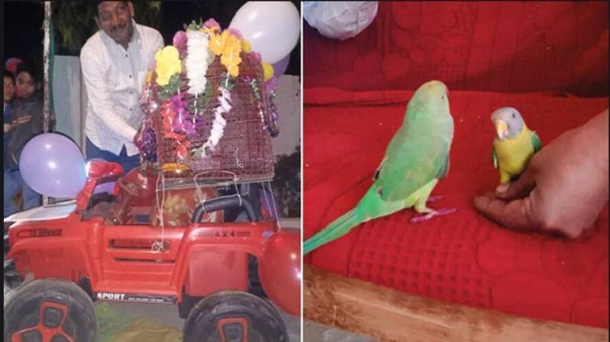 Madhya Pradesh Bird Maina got hitched to a parrot in a special wedding ceremony akb Madhya Pradesh Bird Maina got hitched to a parrot in a special wedding ceremony akb