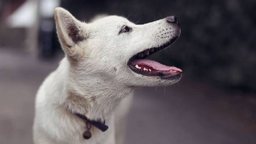 cafe for dogs rlp cafe for dogs rlp