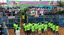 Pongal festival near Manaparai- 300 bulls participated in Jallikattu!