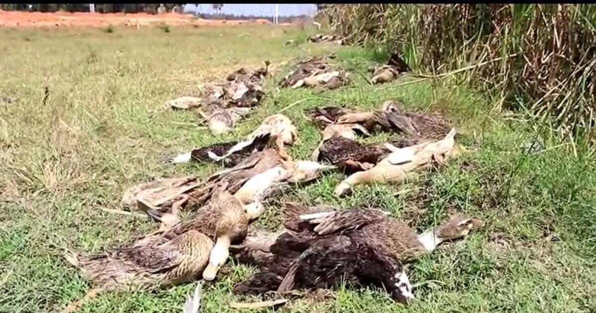 புதுவையில் அடுத்தடுத்து செத்து மடிந்த 400 வாத்துகள்; காவல் துறை விசாரணை