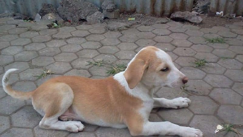 Man crushes puppy to death underfoot in MP; CM Shivraj and Scindia react strongly sgb