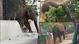 Viral video Elephant strays out of reserve, hits the streets of Madukkarai in Coimbatore
