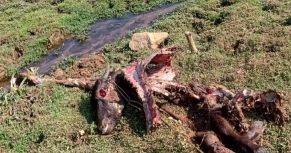 நீலகிரியில் எருமை மாட்டை கடித்து தின்ற செந்நாய்! பீதியில் மக்கள்! வனத்துறையினர் ஆய்வு!