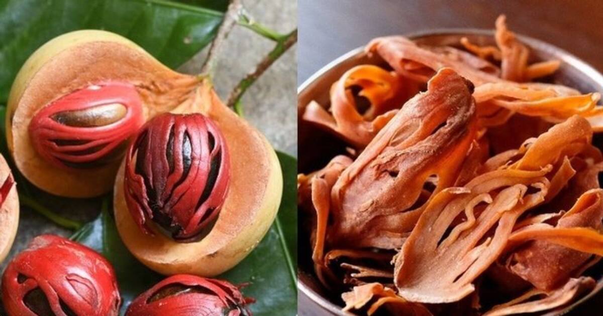 சிறுநீரக கல் மட்டுமா.. பல்வேறு நோய்களை விரட்டுகிறது ஜாதிபத்திரி எனும் அருமருந்து..! 