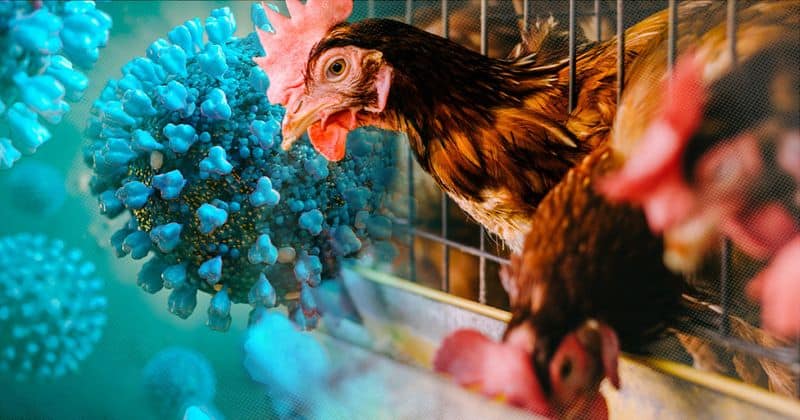 bird flu symptoms treatment expert gave warning bird flu pandemic 2024 kxa 