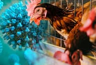 bird flu symptoms treatment expert gave warning bird flu pandemic 2024 kxa 