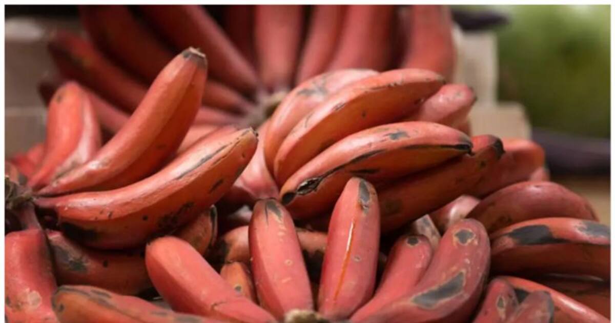 விலை தான் மலிவு!ஆனால் ஆரோக்கியத்தில்? இத்தனை நன்மைகள் தரும்போது 1 செவ்வாழை கூட சாப்பிடாம இருக்கலாமா?