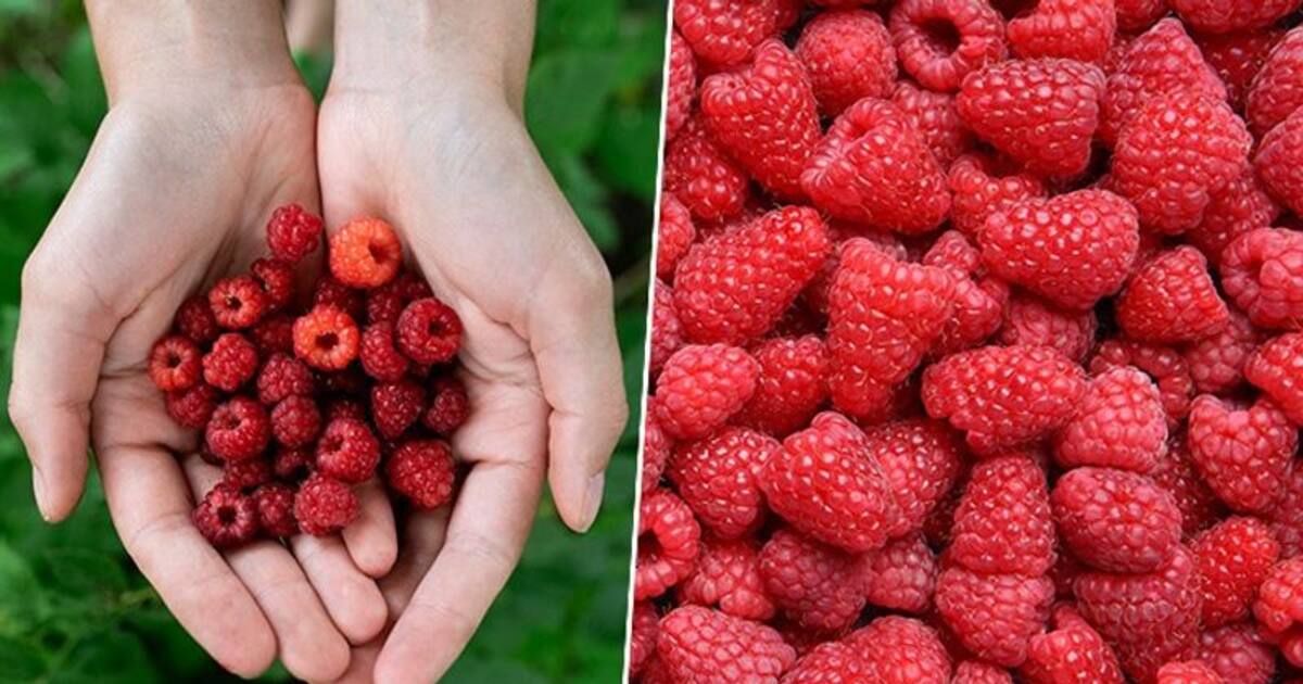 3 health benefits of consuming raspberries in your daily diet