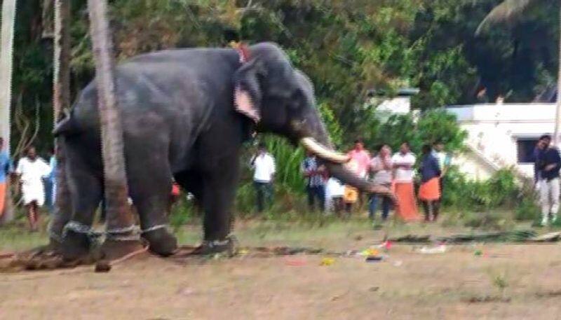 The Madurai High Court has ordered that elephants should not be reared in temples in the future