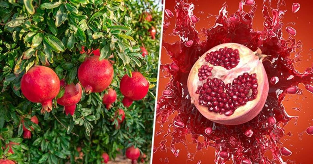 Three reasons how pomegranate is a superfood for your health