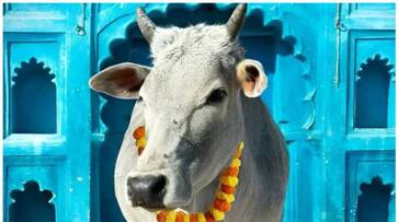 benefits of feeding cows as per astrology benefits of feeding cows as per astrology