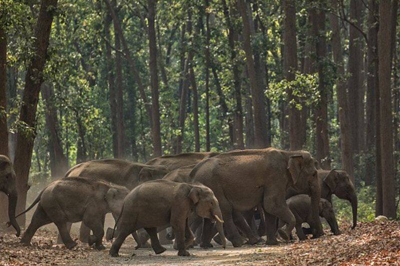 Endangered Elephants in kerala article by Jagadheesh villodi bkg