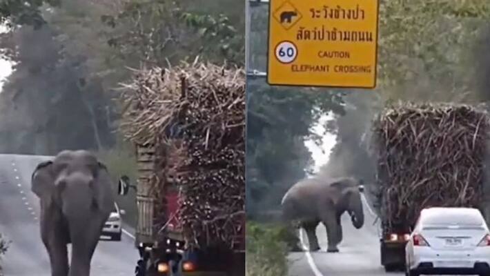 The Toll Tax Collector: Elephant Stops Truck To Eat Sugarcane In A Viral Video