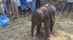 infant elephant rescued from farm well in dharmapuri district