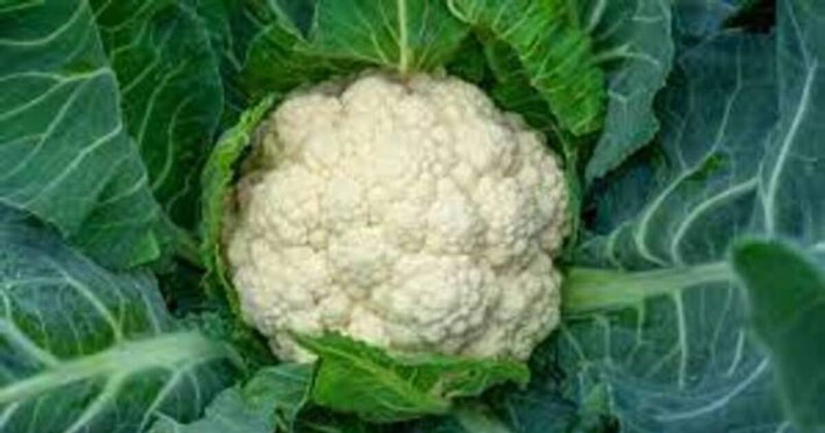 இது தெரிந்தால் இனிமேல் நீங்களும் காலிஃபிளவர் இலைகளை தூக்கி வீச மாட்டீங்க!