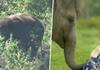 Oscar brings a smile on the face of real-life 'Elephant Whisperer'