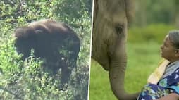 Oscar brings a smile on the face of real-life 'Elephant Whisperer'