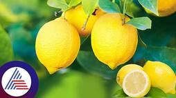 Try these lemon tips to get rid from money problem 