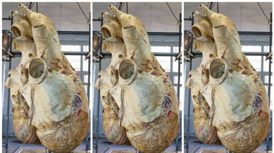 Incredible photo of blue whale's heart weighing 181 kg goes viral Vin Incredible photo of blue whale's heart weighing 181 kg goes viral Vin