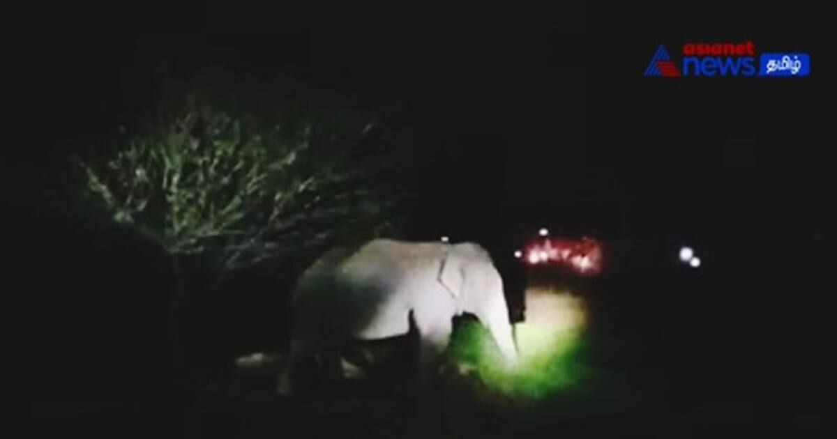 Viral : யானையை விரட்ட வான வெடி! தோட்டத்தில் புகுந்து கரும்பு பயிர்கள் நாசம்!