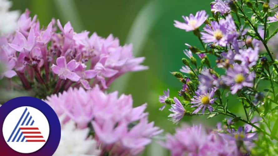 Cheap Gardening Hacks For Flowering Plants Cheap Gardening Hacks For Flowering Plants