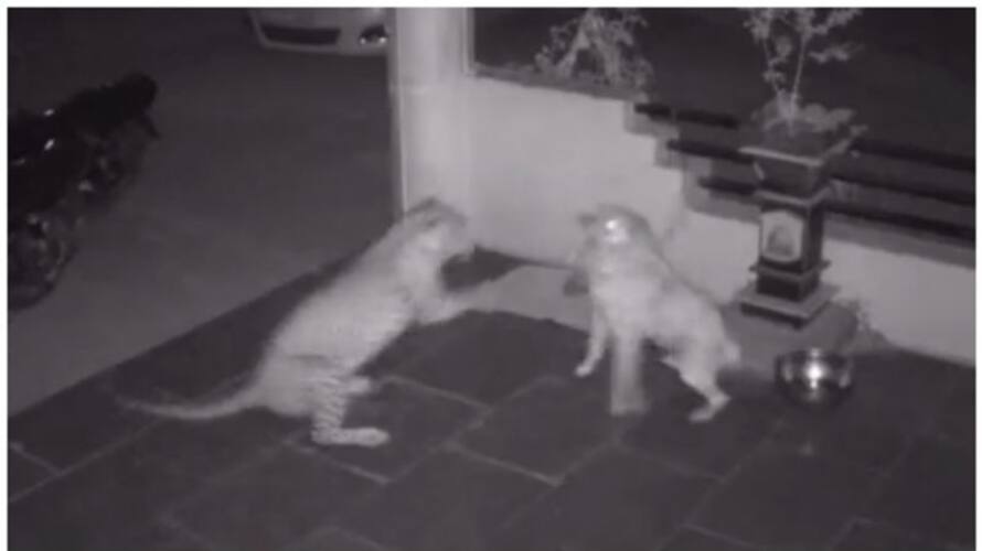 leopard sneeks into house and kills pet dog, chilling video goes viral leopard sneeks into house and kills pet dog, chilling video goes viral