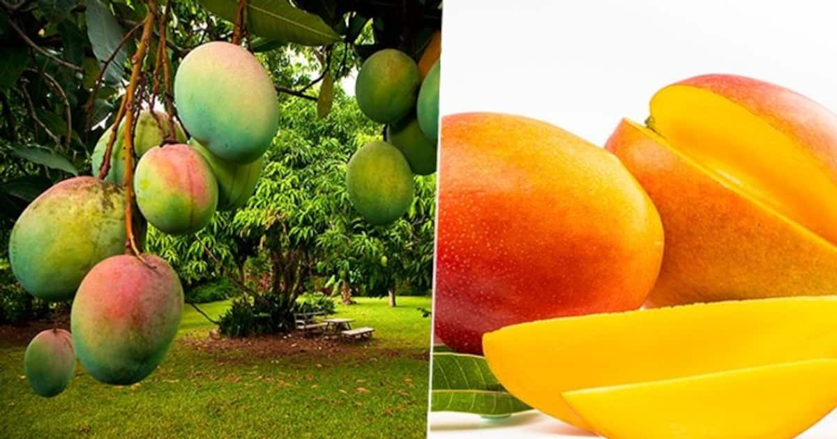 Love Mangoes? Here are benefits of having this delicious fruit in summers