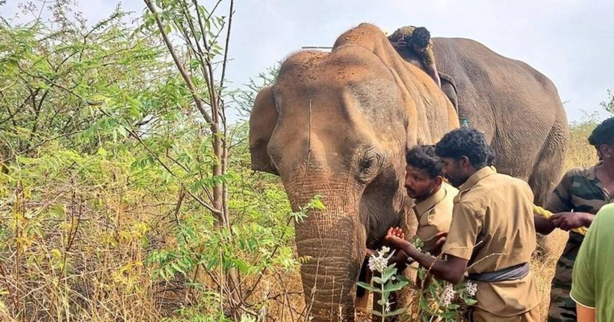 தர்மபுரியில் தாழ்வாக சென்ற மின்கம்பி உரசியதில் காட்டு யானை பலி