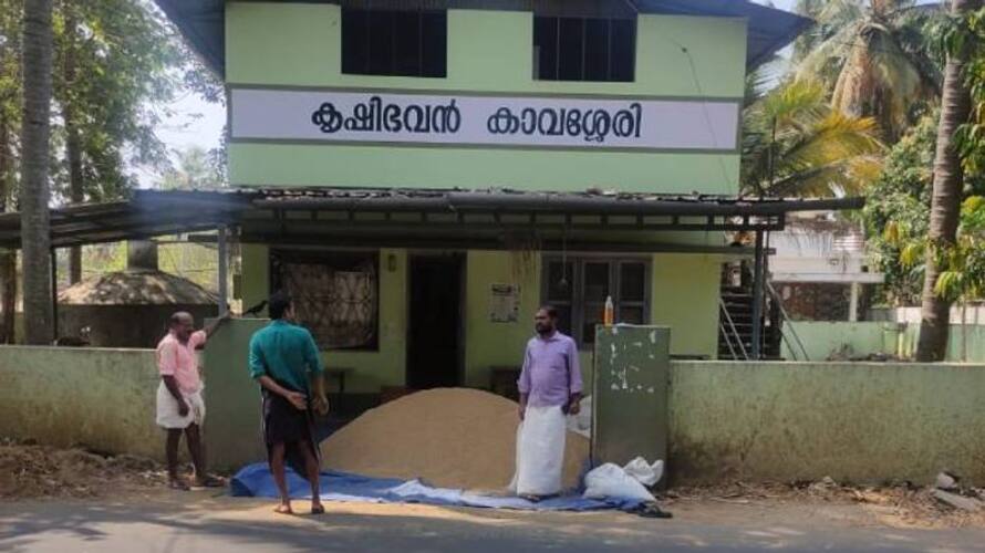 Farmer abandon his cultivated paddy in front of the agriculture office jrj Farmer abandon his cultivated paddy in front of the agriculture office jrj