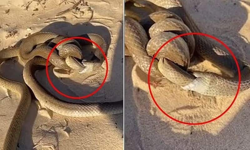 Cannibal snake was spotted eating another of the same species on Binningup Beach in Western Australia