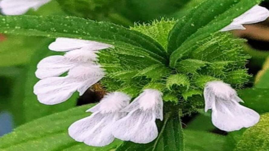 Thumbai poo benefits Thumbai poo benefits