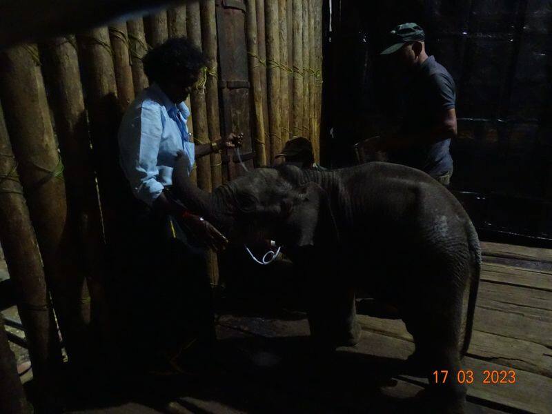 5 month old baby elephant handed over to Pomman Belli died