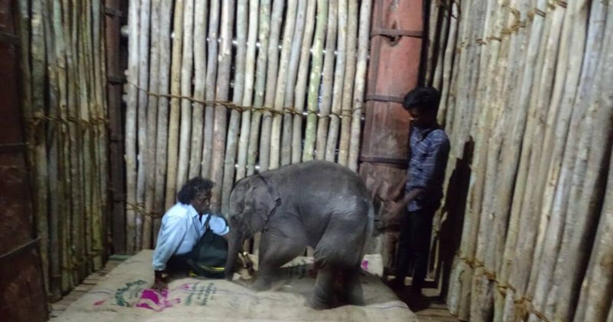 பொம்மன்- பெல்லியிடம் புதிதாக ஒப்படைக்கப்பட்ட 5 மாத குட்டி யானை.! திடீரென உயிரிழந்ததால் வனத்துறையினர் கவலை