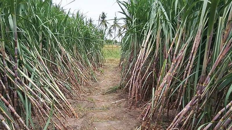 Special incentive for sugarcane announcement