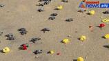 Baby turtles falling into the sea at Mukundarayar Chathiram, Dhanushkodi