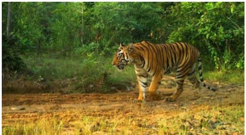 presence of tiger again in irattayar vcd