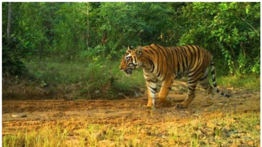 presence of tiger again in irattayar vcd presence of tiger again in irattayar vcd