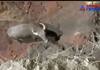 The bison fell into the well! - Forest department rescued after a long struggle!